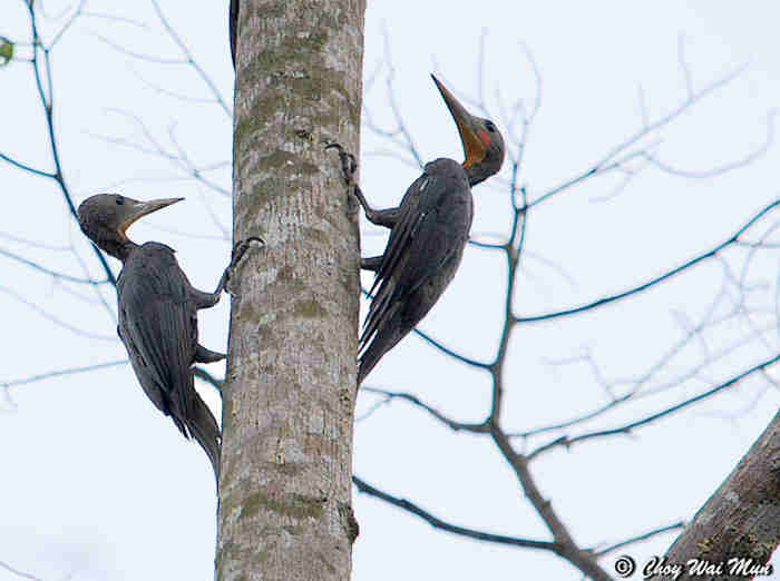Pelatuk Kelabu-besar - Mulleripicus pulverulentus