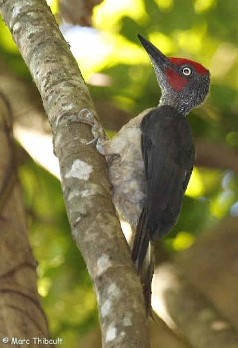 Pelatuk Kelabu-Sulawesi - Mulleripicus fulvus