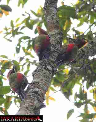 Pelatuk Kumis-kelabu - Chrysophlegma mentale