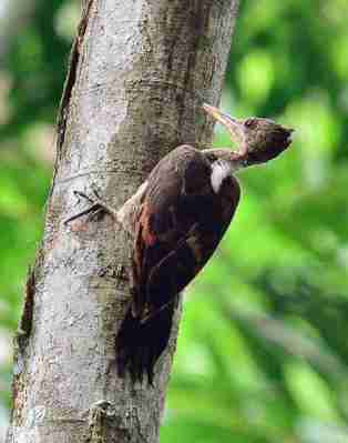 Pelatuk Kundang - Chrysocolaptes validus