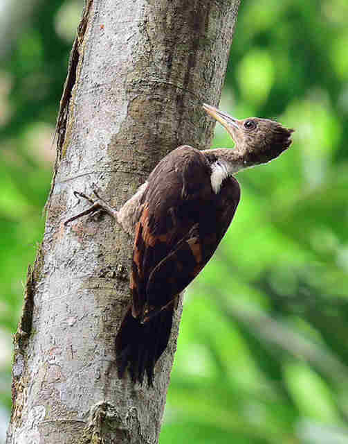 Pelatuk Kundang - Chrysocolaptes validus