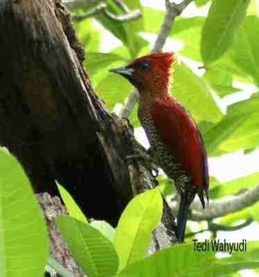 Pelatuk Merah - Chrysophlegma miniaceum