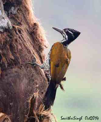 Pelatuk Punggung-emas - Chrysocolaptes strictus