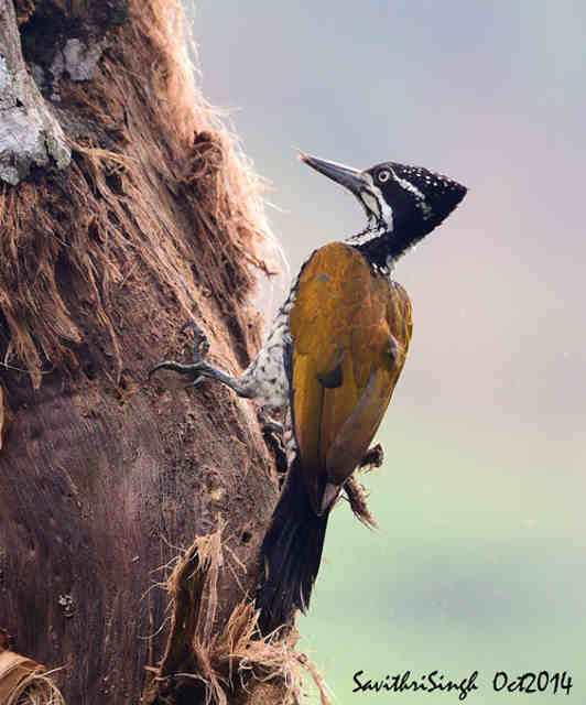 Pelatuk Punggung-emas - Chrysocolaptes strictus
