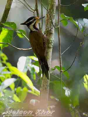 Pelatuk Raffles - Dinopium rafflesii