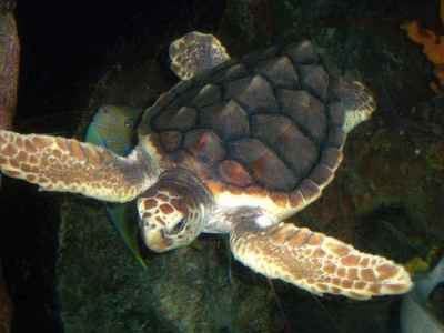Penyu Tempayan (Caretta caretta)