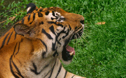 animasi harimau gerak 02