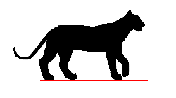 animasi harimau gerak jalan 13