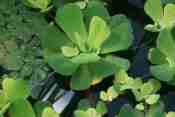 Apu-apu (Pistia stratiotes)