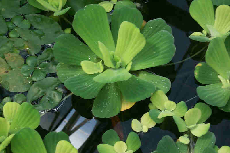 Apu-apu (Pistia stratiotes)