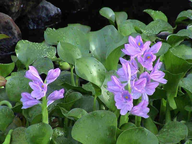 Eceng Gondok (Eichhornia crassipes)