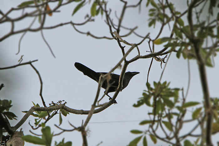 Gagak Flores (Corvus florensis)