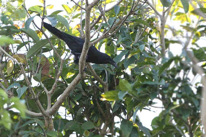 Gagak Flores (Corvus florensis)
