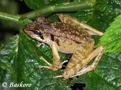 Kongkang Jeram (Huia masonii)