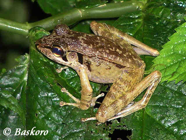 Kongkang Jeram (Huia masonii)