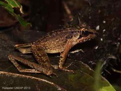 Kongkang Jeram (Huia masonii)