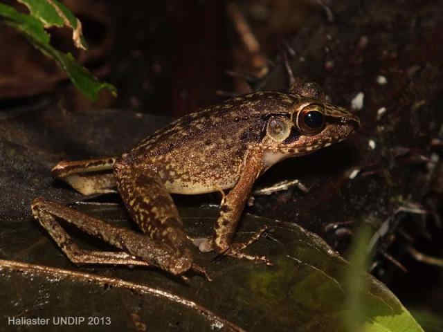 Kongkang Jeram (Huia masonii)