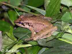 Kongkang Jeram (Huia masonii)