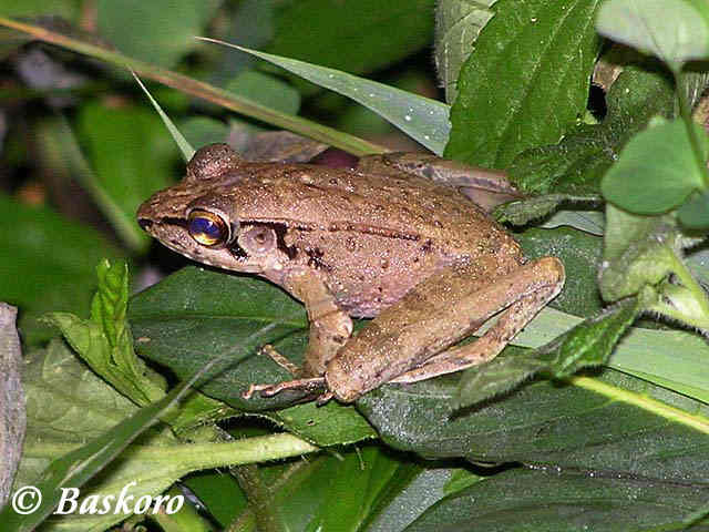 Kongkang Jeram (Huia masonii)