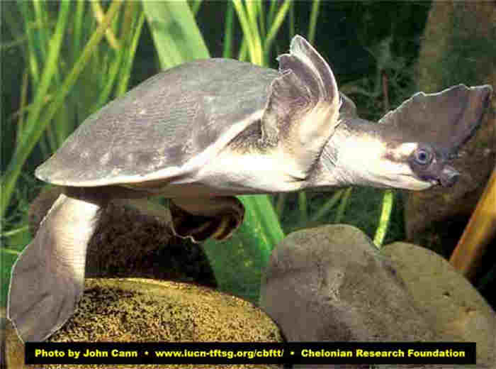 Labi-labi Moncong Babi (Carettochelys insculpta)