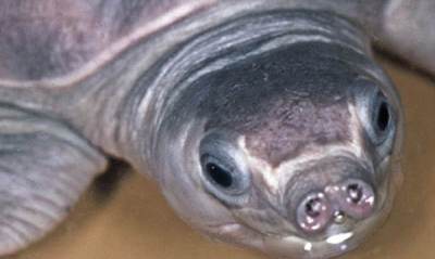 Bentuk hidung Labi-labi Moncong Babi (Carettochelys insculpta)