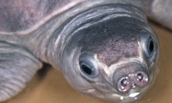 Bentuk hidung Labi-labi Moncong Babi (Carettochelys insculpta)