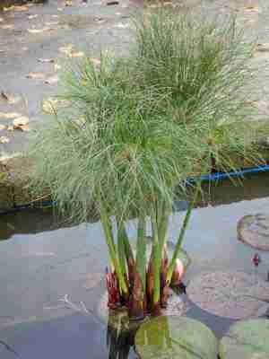 Papirus Air (Cyperus alternifolius)