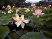 Seroja (Nelumbo nucifera)