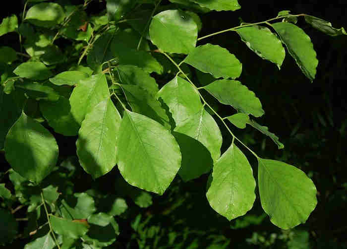 Daun Sonokeling (Dalbergia latifolia)