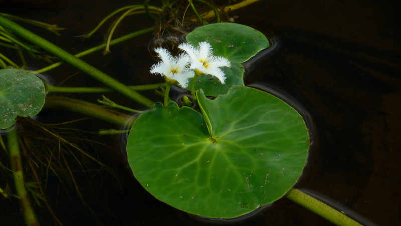 Tetepok (Nymphoides indica)