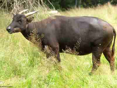 Anoa Dataran Rendah (Bubalus depressicornis)