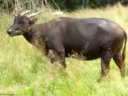 Anoa Dataran Rendah (Bubalus depressicornis)