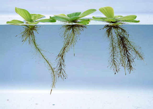 Akar Apu-apu Pistia stratiotes