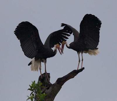 Burung Bangau Storm (Ciconia stormi)