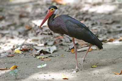 Bangau Storm (Ciconia stormi)