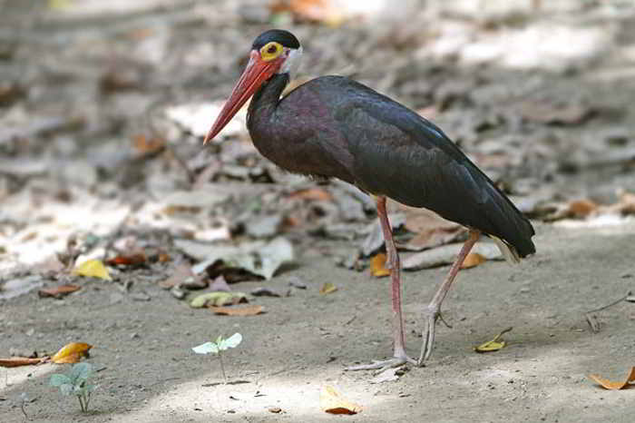 Bangau Storm (Ciconia stormi)