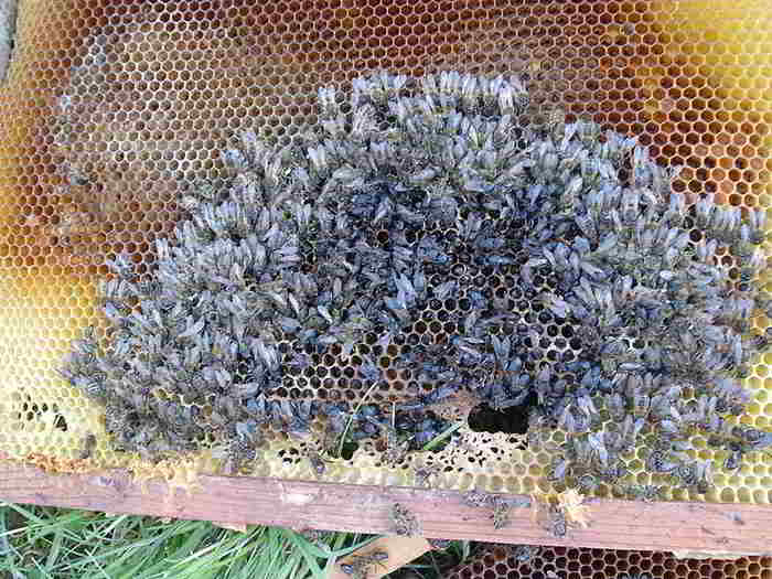 Budidaya Lebah Madu Apis mellifera