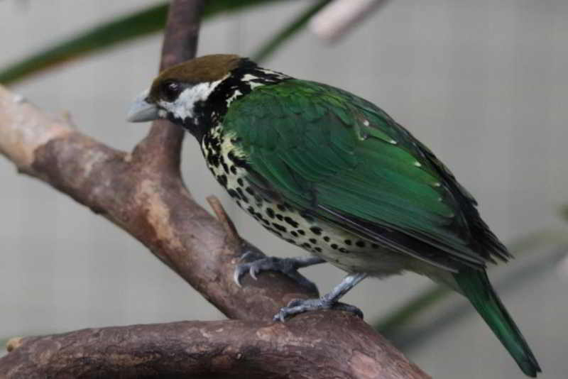 Burung Kucing Telinga Putih (Ailuroedus buccoides)
