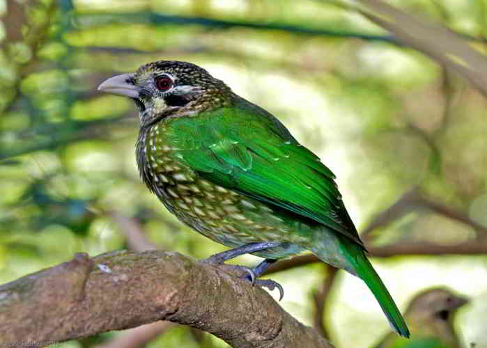 Burung Kucing Tutul (Ailuroedus melanotis)