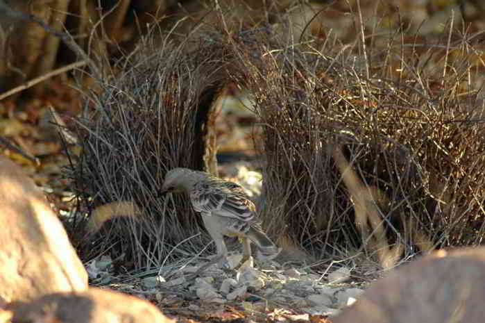Chlamydera nuchalis (Great Bowerbird)