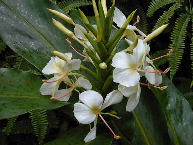Gandasuli (Hedychium coronarium)