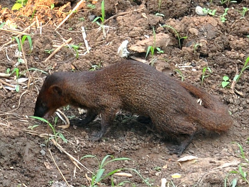 Garangan jawa (Herpestes javanicus)