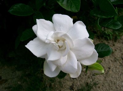 Kacapiring (Gardenia jasminoides)