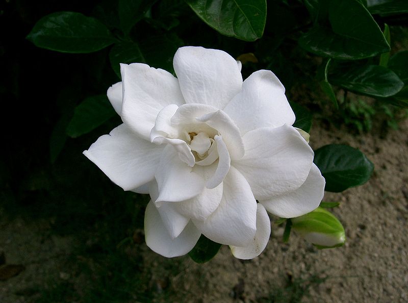Kacapiring (Gardenia jasminoides)