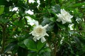 Kacapiring (Gardenia jasminoides)