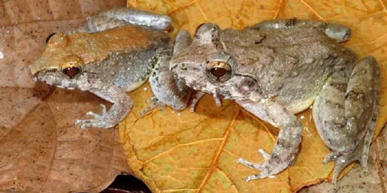 Katak Limnonectes larvaepartus.