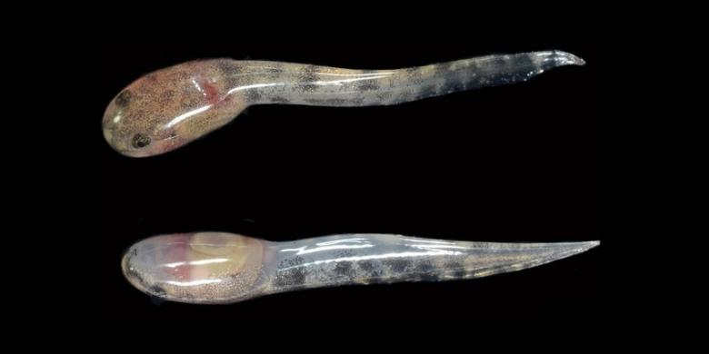 Kecebong Katak Limnonectes larvaepartus