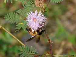 Lebah Madu Apis dorsata