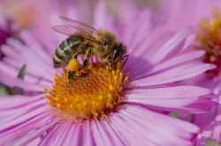 Lebah Madu Apis mellifera 2