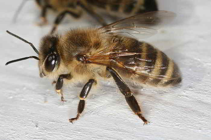 Lebah Madu Apis mellifera